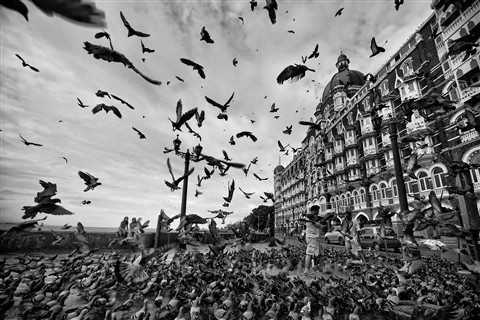 [32] Birds of Freedom
