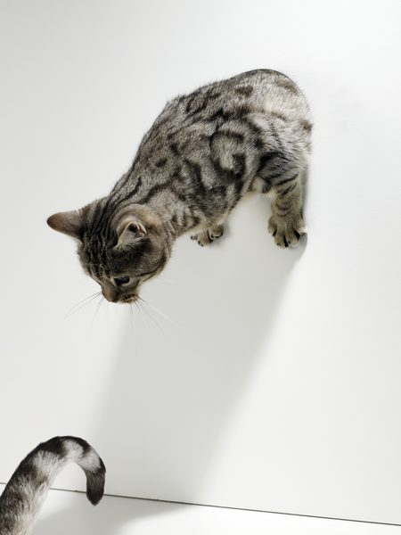 [88] Curiosity Killed The Cat.
